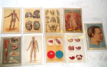 ANATOMY SET